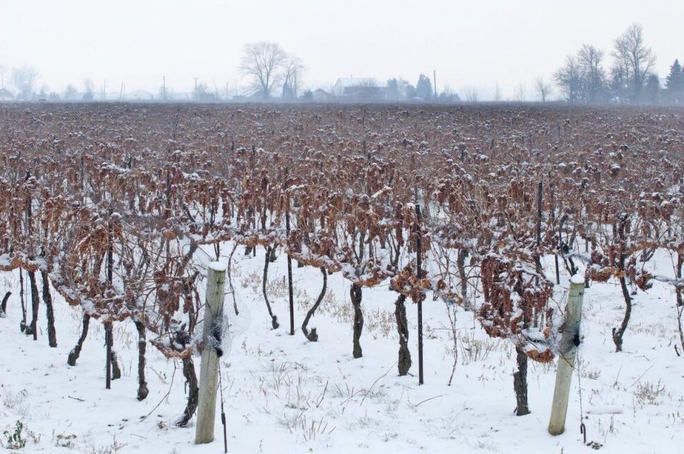 Frozen vines.jpeg: (Frozen vines used to produce Icewine in Ontario)