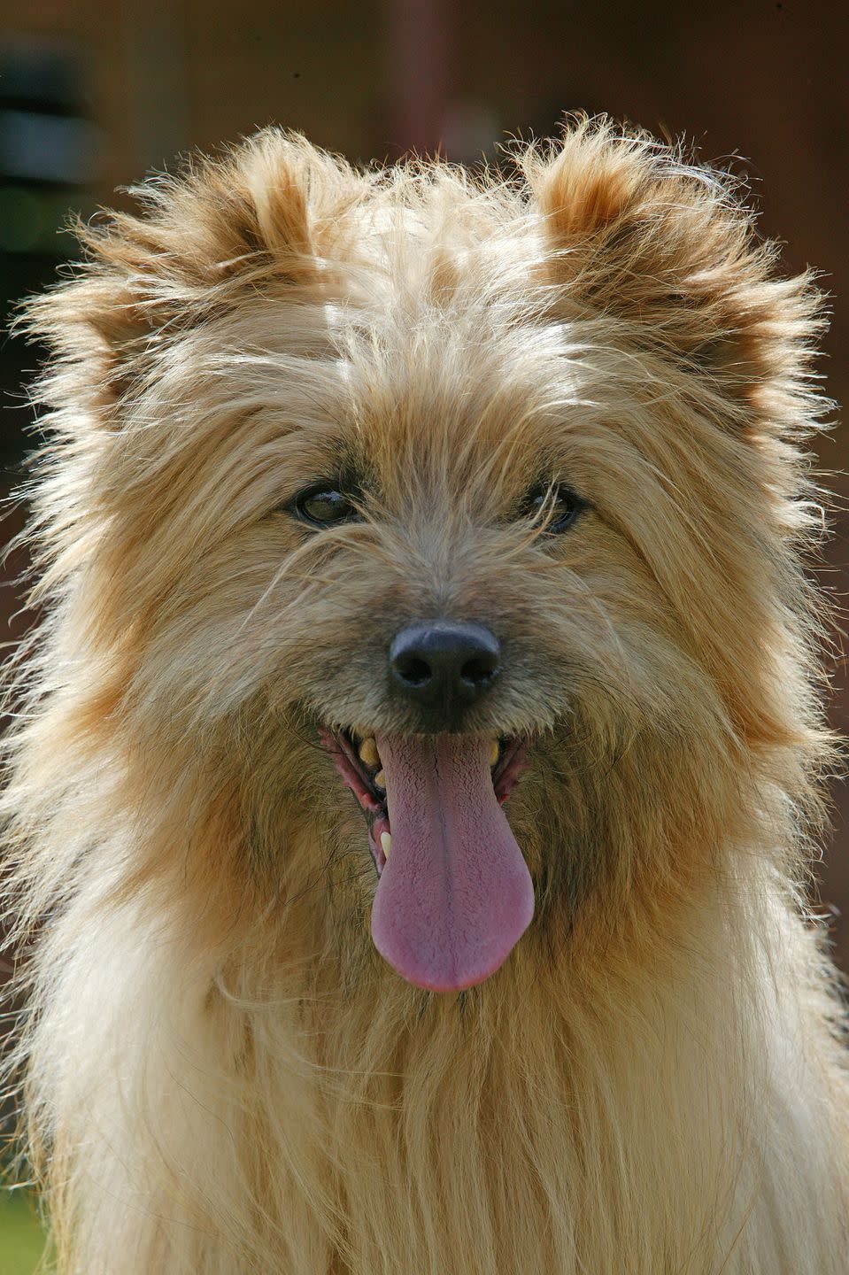 Pyrenean Shepherd