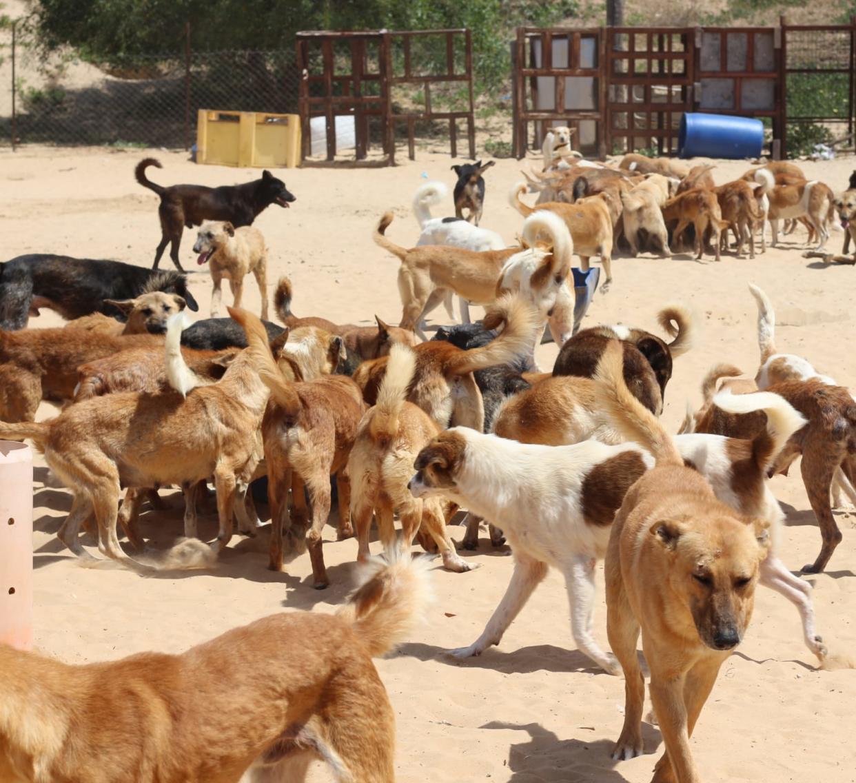 The Sulala Animal Shelter in Gaza is overwhelmed with animals. (The Red Shed)