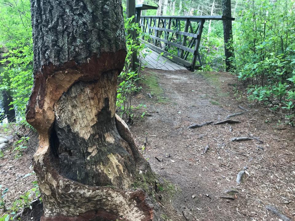 Beavers have gnawed halfway through a tree at the opening of a wooden footbridge.