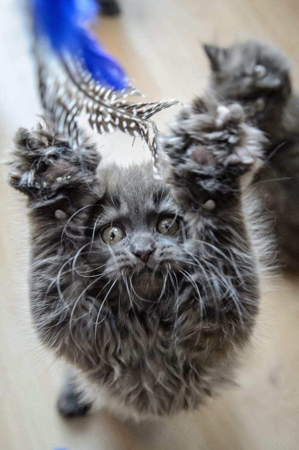 Home cattery of British longhair cats in Lublin