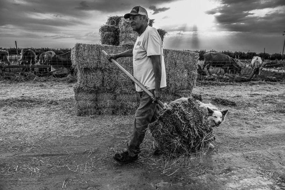 A man with a long-handled tool carries hay accompanied by a dog.