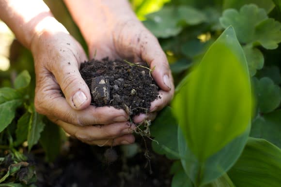 A woman holding fertilizer in hand in an crop field.