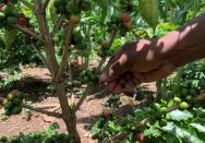 Randriamampionina, farmer and coffee grower picks coffee berries during his harvest in Amparaky village in Ampefy town of Itasy region