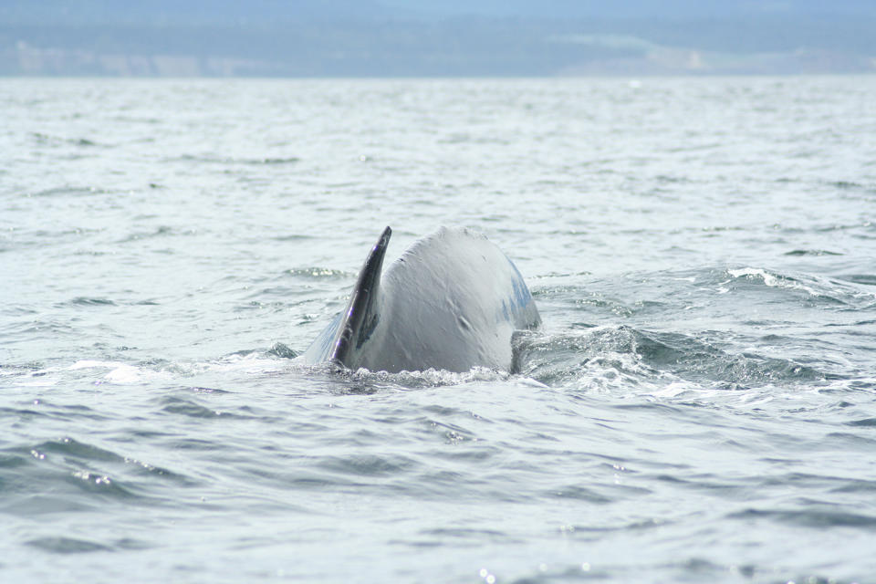 A dorsal fin