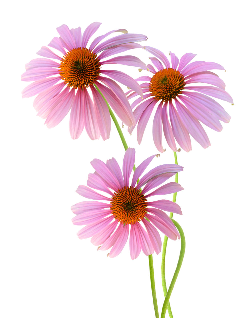 Research suggests the use of a properly formulated Echinacea means fewer colds, reduced duration of cold symptoms, and less reliance on synthetic pain relievers.