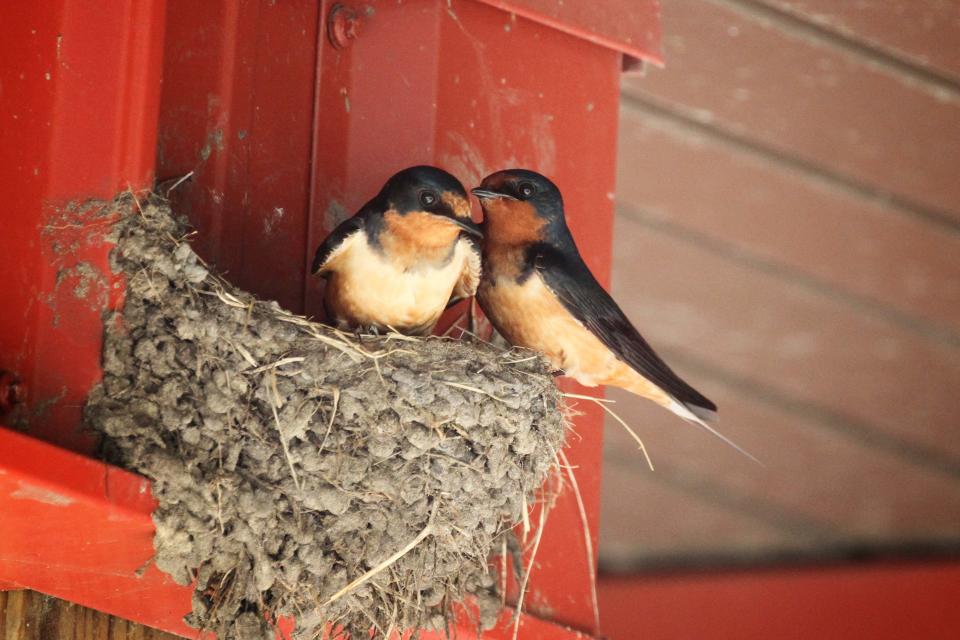 A pair of barn swallows -- female on the left; male on the right -- perches on a recently completed cup-shaped mud-and-grass nest.
