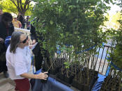 Sheridean McMahan, of Jones, Okla., picks out an American elm sapling in Oklahoma City, Friday, April 19, 2019. The tree grew out of a seed from the "Survivor Tree" that is a symbol of hope after the deadly 1995 Oklahoma City bombing. Science and technology are helping Oklahoma City to sustain the DNA of a tree symbolizing hope 24 years after the deadliest act of domestic terrorism on U.S. soil. As part of an annual remembrance of the bombing, civic leaders on Friday plan to transplant a tree that was cloned from a scarred American elm that lived through the blast. They hope the younger elm will replace the nearly 100-year-old "Survivor Tree" once it dies. (AP Photo/Adam Kealoha Causey)