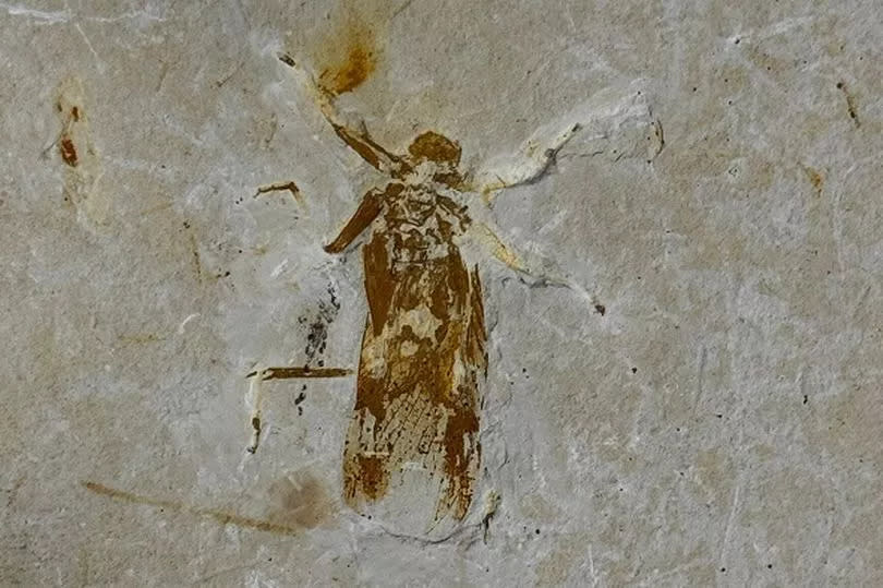 The 33 insect fossils worth thousands of pounds were recovered from a trader in Scarborough