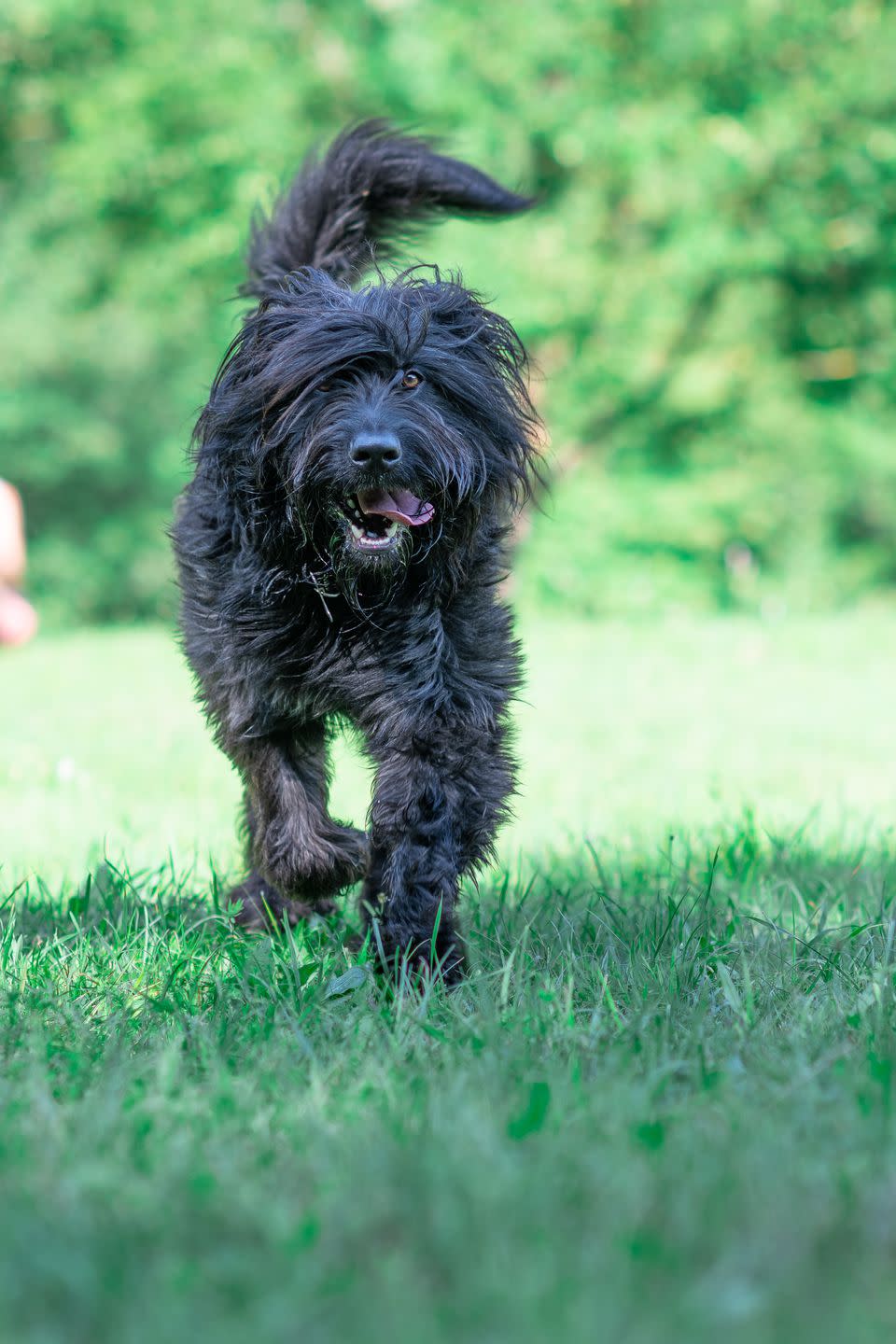 <p>A Bergamasco dog's coat is actually made up of three different types of hair, which gives it a matted appearance. They're pretty low maintenance and <a rel="nofollow noopener" href="https://www.goodhousekeeping.com/life/pets/g5138/best-family-dogs/" target="_blank" data-ylk="slk:enjoy being around kids;elm:context_link;itc:0;sec:content-canvas" class="link ">enjoy being around kids</a>, so they're a great pick for busy families. </p>