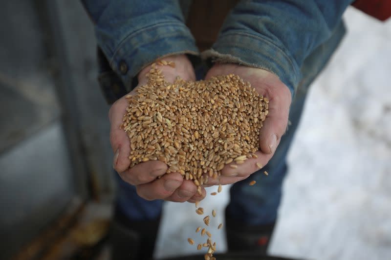 Farmer Steve Mackenzie-Grieve holds some of his wheat yield at the Yukon Grain Farm near Whitehorse