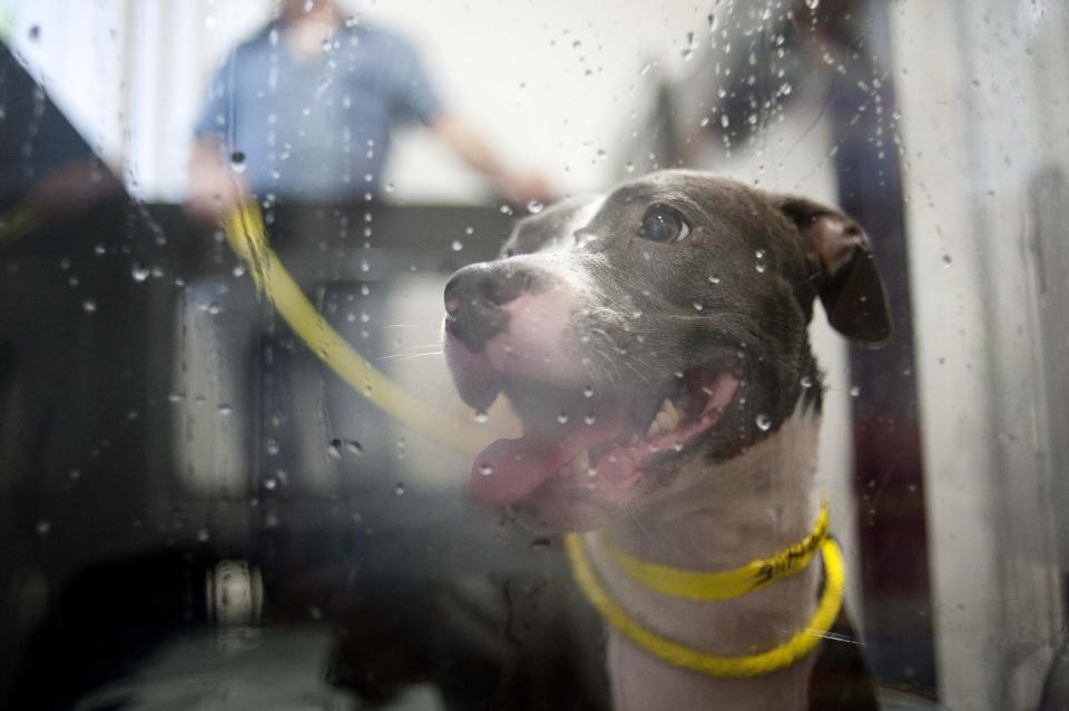 In this Aug. 8, 2012 photo, Trixie, 3, a pit bull, tries out an aquatic treadmill meant for dogs in need of lower impact exercise, during a demonstration at LA Dog Works in Los Angeles. The aquatic treadmill is one of three different types at LA Dog Works. LA Dog Works, a 24-hour dog care center, which includes boarding, grooming, training, daycare,  hydrotherapy, massage therapy and a retail store, also uses a $3,000 Jog A Dog and a $40,000 underwater treadmill from a company that is now Hudson Aquatic Systems. (AP Photo/Grant Hindsley)