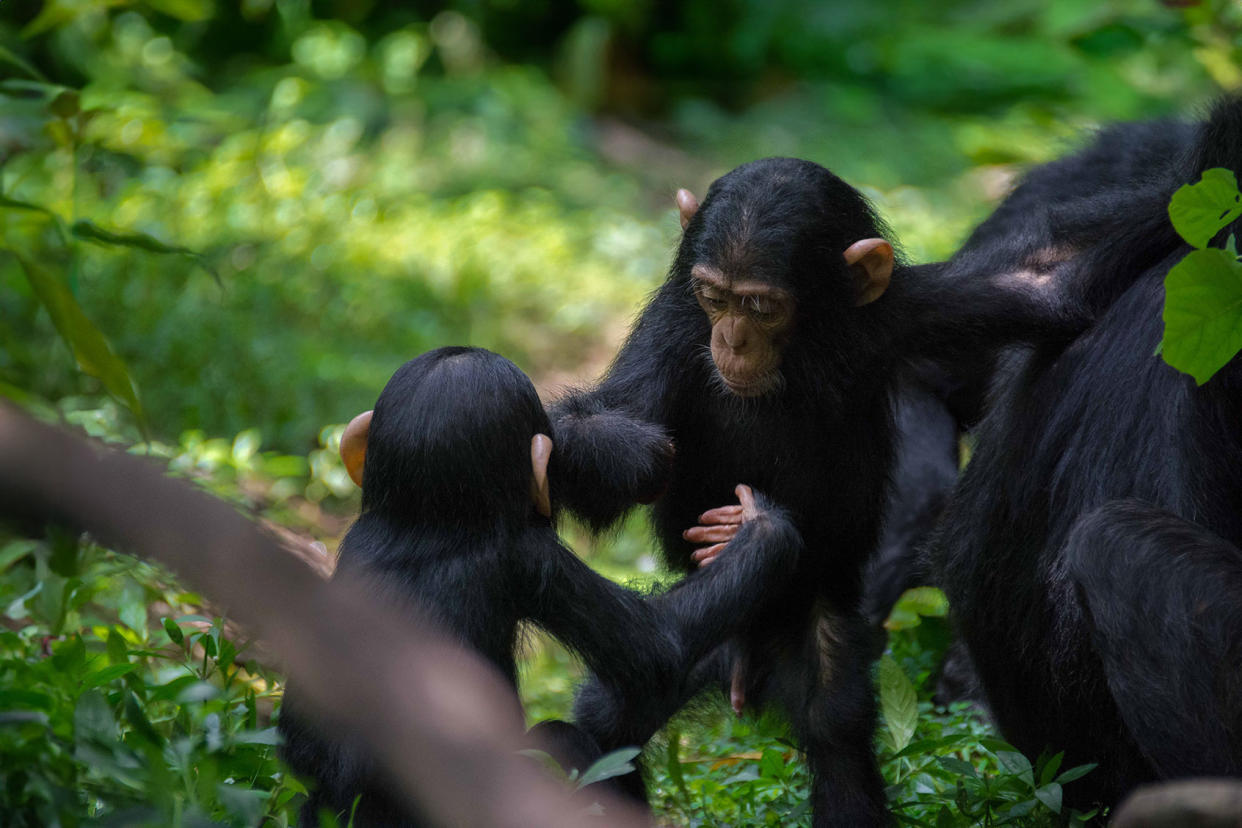 Budongo Conservation Field Station Chimpanzees Phot by Adrian Soldati