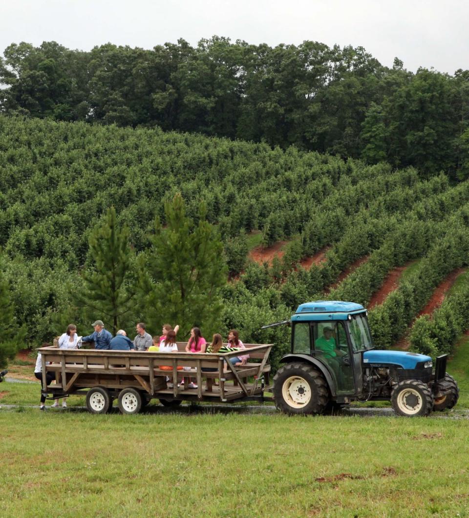 1) Mercier Orchards in Blue Ridge, Georgia
