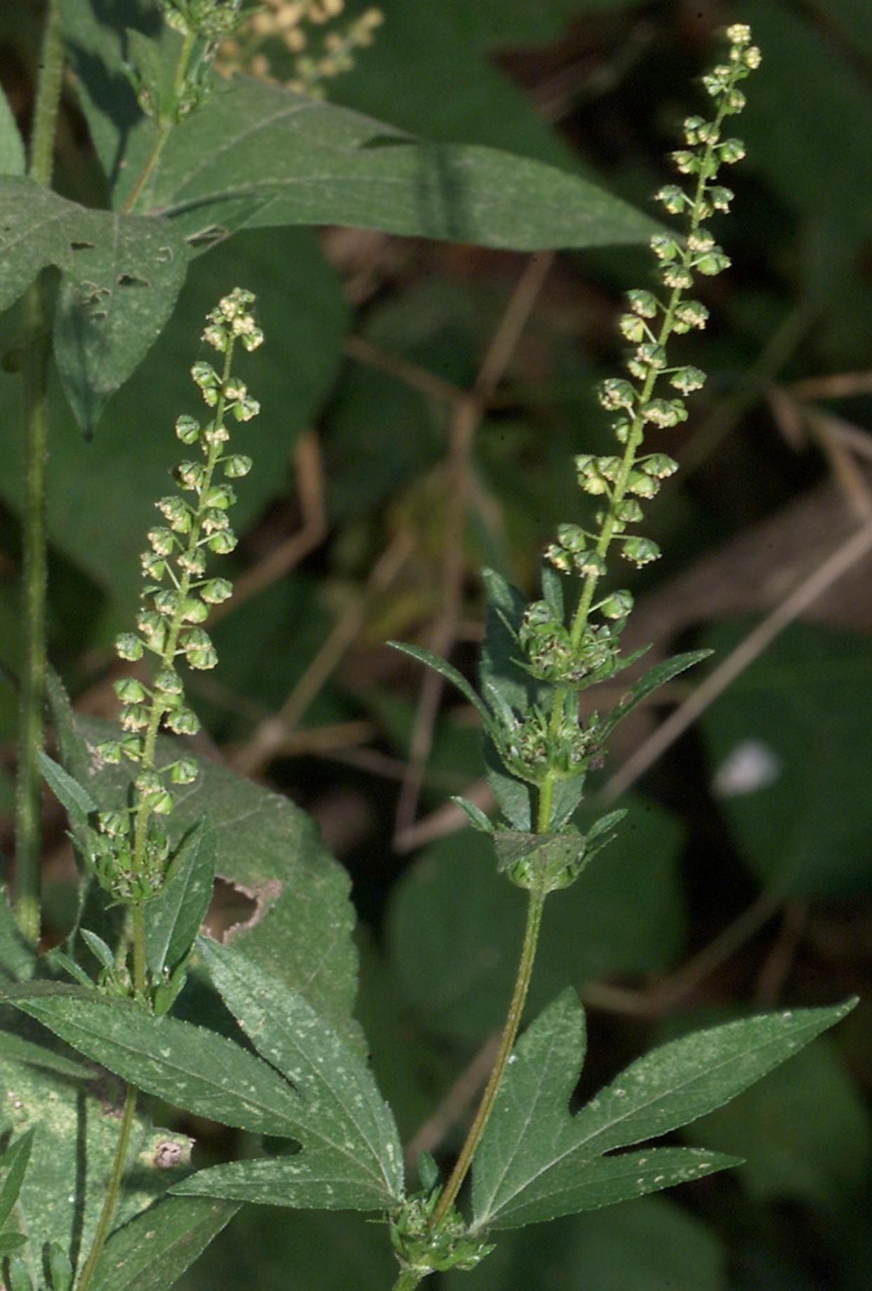 If your nose hasn't already told you, It's hay fever season thanks to ragweed.