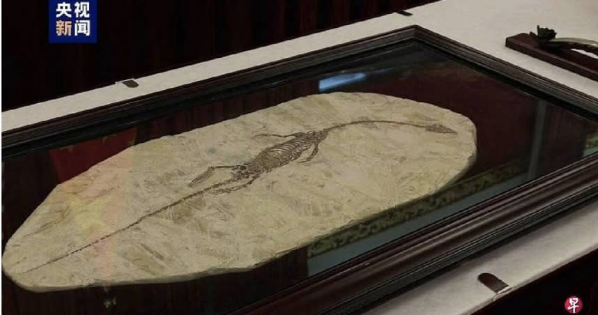 澳洲國家美術館向中國返還的「潛龍化石」，具有相當濃厚歷史意義。（圖／翻攝自央視新聞）