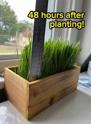 An organic cat grass growing kit in a rustic wood planter