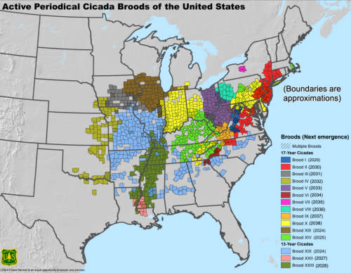 WIKIPEDIA - cicada map