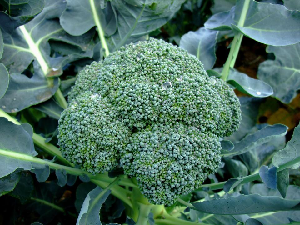 Washington: Broccoli