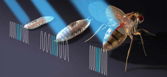 How to kill fruit flies, according to a scientist