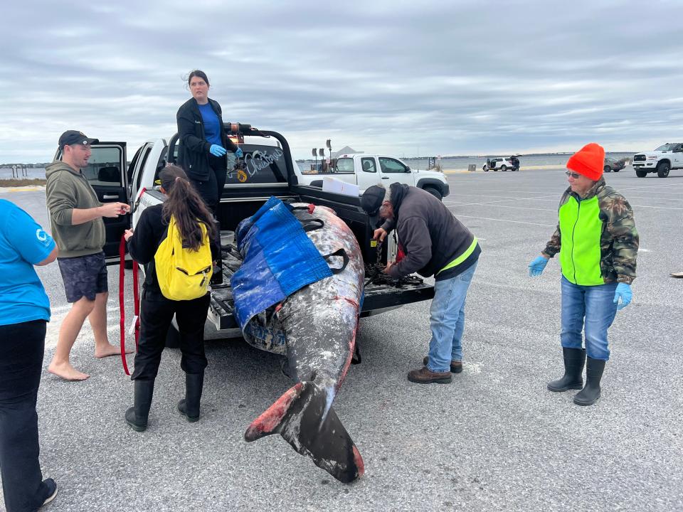 A 12-foot-long beaked whale was found beached along Pensacola Beach Monday morning.