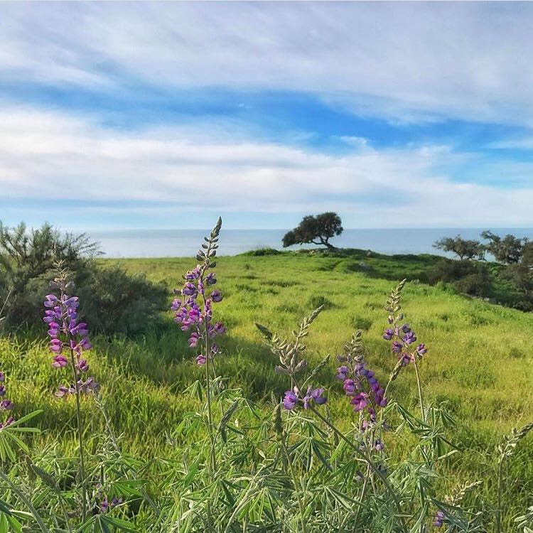 In the distance of the just-opened Pismo Preserve is a highly photographed coast live oak.