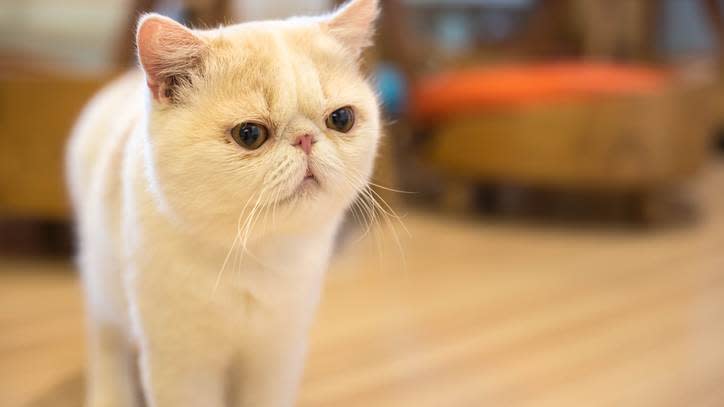 9. Exotic Shorthair