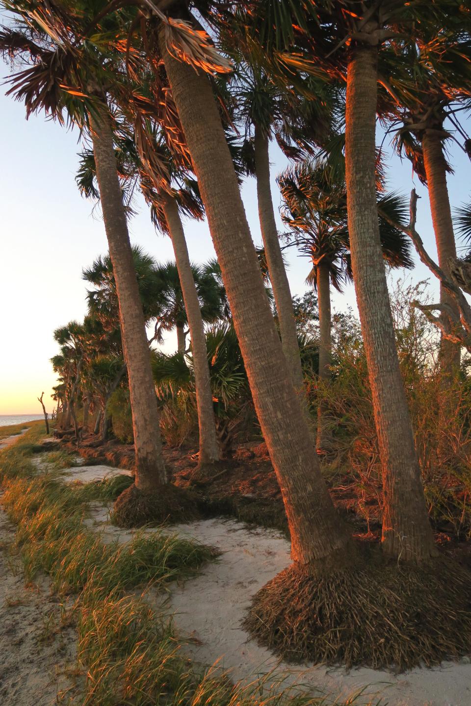 Windswept palms at St. Marks National Wildlife Refuge on Oct. 11, 2020.