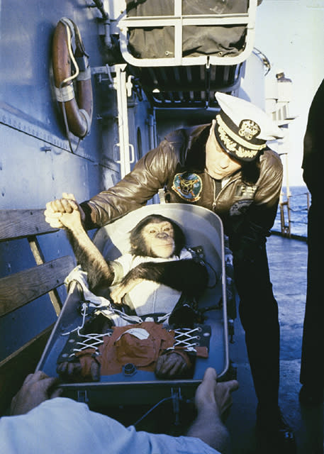 https://www.gettyimages.co.uk/detail/news-photo/in-this-handout-from-nasa-ham-a-chimpanzee-astronaut-that-news-photo/122930662 NASA via Getty Images