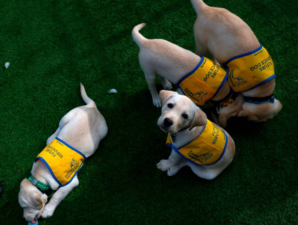 Nancy, a two-month-old Labrador and Golden Retriever mix puppy, looks up as she sits in the puppy park at Duke Puppy Kindergarten on Thursday, Sept. 22, 2022, in Durham, N.C. The Duke Puppy Kindergarten studies how different rearing methods affect the traits of assistance dogs.