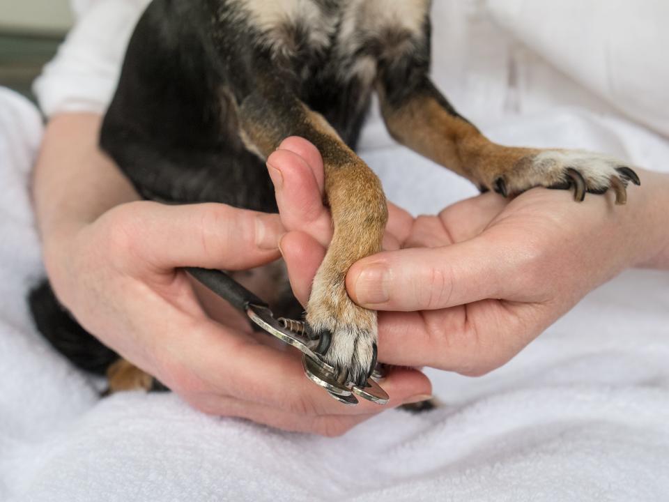 trimming dog nails grooming groomer