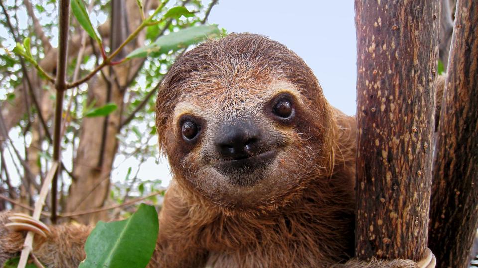 Slow down and find your zen with a session of sloth meditation at Romelia Farms on Merritt Island on June 24.