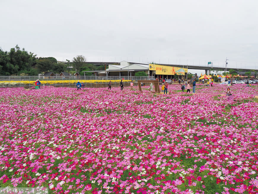 2023銅鑼杭菊芋頭節