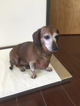 A formerly morbidly obese Texas dachshund once dubbed "Fat Vincent", is seen at an animal shelter after dropping half his body weight, in an undated photo provided by K-9 Angels Rescue in Houston. REUTERS/Melissa Anderson/K-9 Angels Rescue/Handout via Reuters