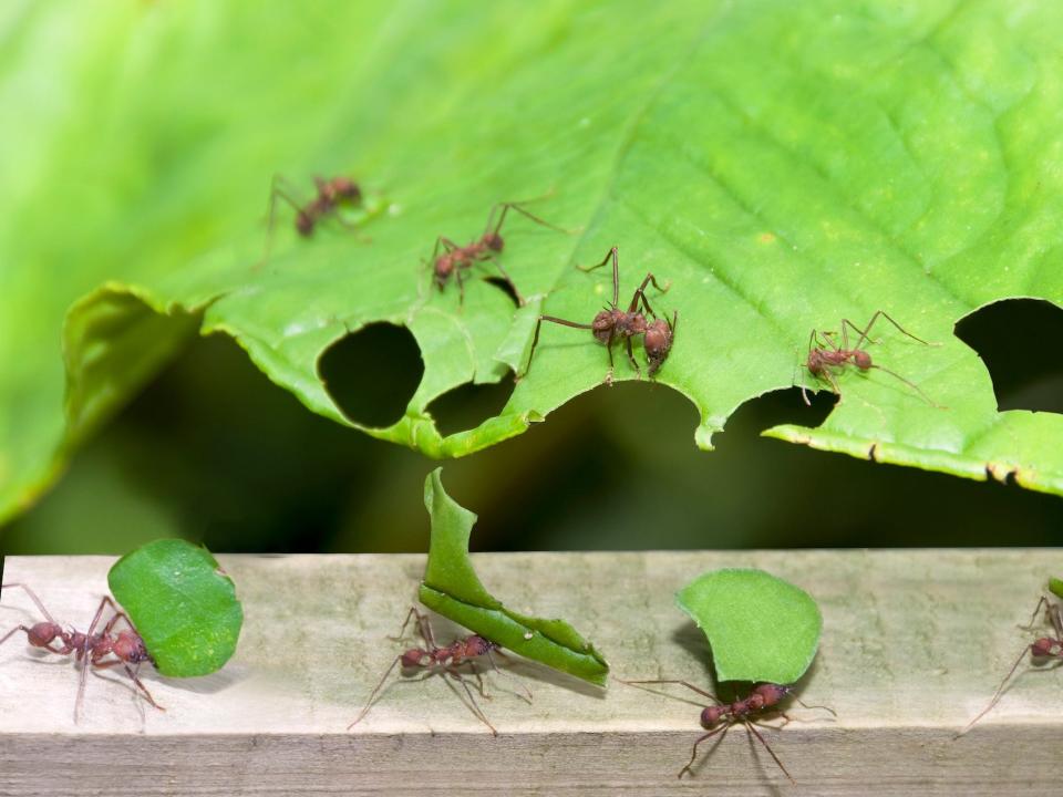 Ants are seen cutting pieces of leaves and carrying them away.