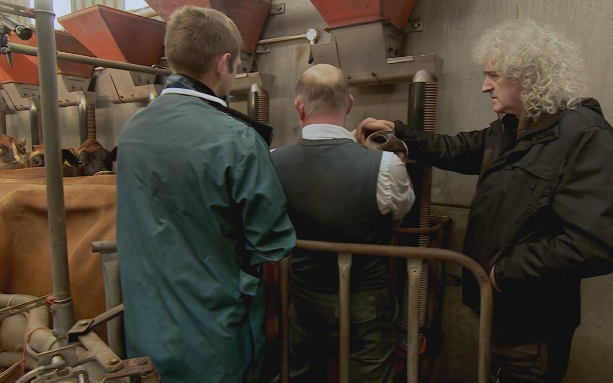 Cattle being checked for bovine TB in the documentary fronted by Sir Brian May