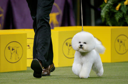 Flynn, a bichon frise walks during judging of the nonsporting group at the 142nd Westminster Kennel Club Dog Show in New York, U.S., February 12, 2018. REUTERS/Brendan McDermid