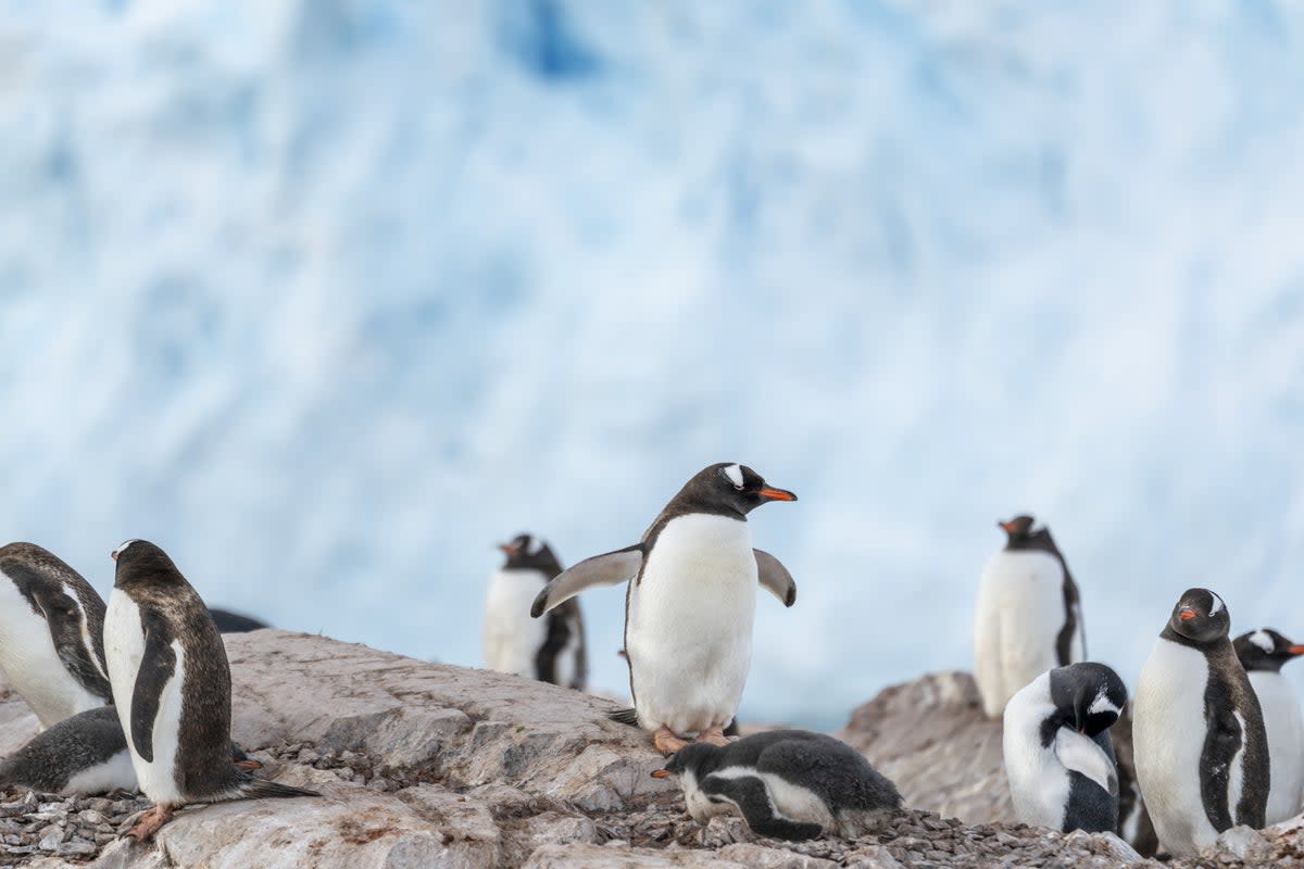 Gentoo penguins (Ted Grambeau for Intrepid Travel. Imagery collected under scientific permits: NMFS #23095, ACA # 021-006.)