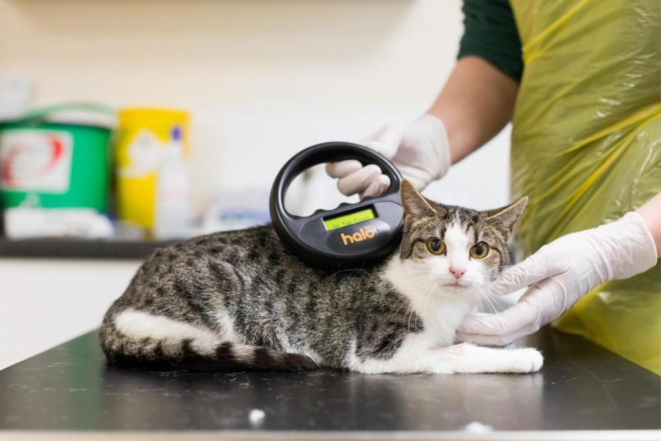 Cat almost strangled after getting caught in netting <i>(Image: Cats Protection)</i>