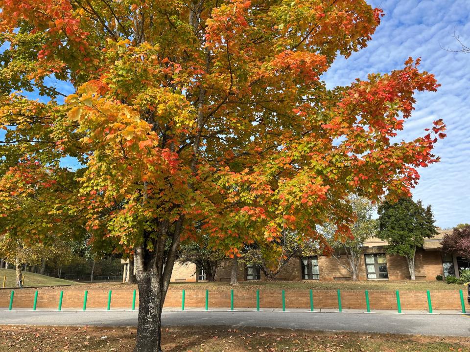 A maple tree in front of Cedar Bluff Middle School changes into its fall colors on Oct. 24, 2023. The school was built in 1955 and, according to a plaque on the wall, was designed by architects Painter, Weeks and McCarty and constructed by contractor Johnson and Galyon.