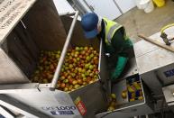 British fruit farmer to move away from apple growing at Loddington Farm fruit farm near Maidstone