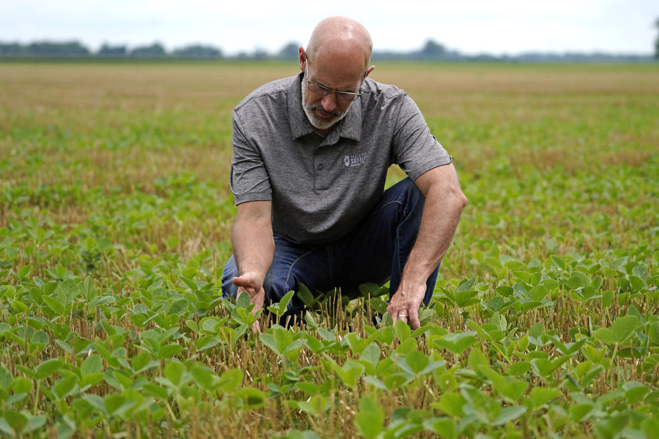 Jeff O'Connor checks soybeans at his farm, Thursday, Aug. 4, 2022, in Kankakee, Ill. A US Department of Agriculture move to change crop insurance rules to encourage farmers to grow two crops in a single year instead of one. Usually this means planting winter wheat in the fall, harvesting in May or June and then planting soybeans. The USDA is making it easier to obtain insurance, lessening the risk to farmers who make this choice.(AP Photo/Nam Y. Huh)