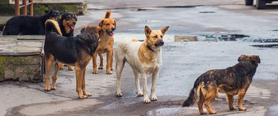 Stray dogs on street makes fear people