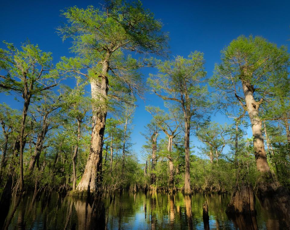 Bald cypress trees, ranging naturally from Delaware to Florida, are particularly attractive in late autumn as their fine foliage transitions to a coppery color before falling.