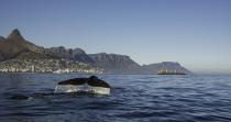 <p>South Africa is one of the best destinations in the world for whale watching holidays. Pods of humpback and southern right whales visit the waters along the south coast from Cape Town to Mossel Bay every year.</p><p>There are certain places, like Plettenberg Bay, where you can spot whales all year round, especially Bryde's whales, which thrive in warmer waters.<br><br>The centre of South African whale watching is Hermanus, a seaside town southeast of Cape Town. Whales are so important to this area that it hosts an annual Whale Festival when thousands of visitors descend upon the town to celebrate the return of the southern right whales to the coast.<strong><br></strong></p><p><strong>Whale watching period: </strong>July to December</p>
