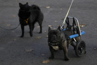 French bulldog Billy stands while wearing a medical roll car next to an able-bodied dog. REUTERS/Ina Fassbender