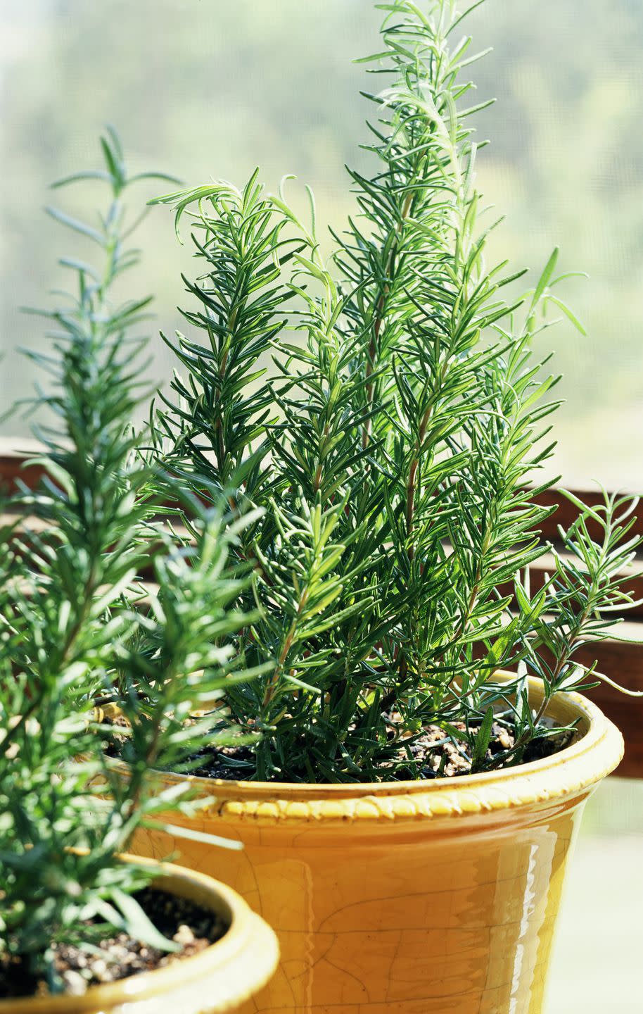 <p>You may just think of rosemary as a wonderful ingredient to dishes, but the herb is also great for repelling bugs. Its intense fragrance will ward off irritating gnats and midges. It’s best to keep an entire rosemary plant in your kitchen – close at hand for cooking but also useful for keeping bugs out of your house. </p><p><a rel="nofollow noopener" href="https://www.thompson-morgan.com/p/rosemary-miss-jessops-upright/TKA0951TM" target="_blank" data-ylk="slk:BUY NOW;elm:context_link;itc:0;sec:content-canvas" class="link ">BUY NOW</a></p>