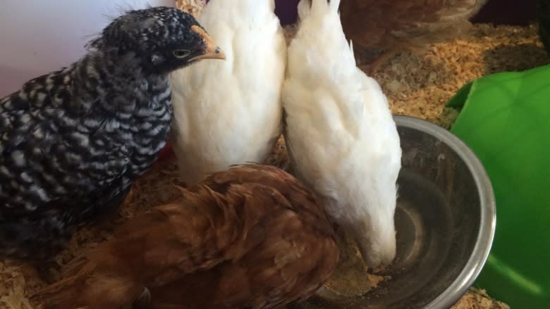 Box of live chickens dropped off at Windsor Value Village