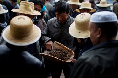 The Wider Image: As Chinese mountains get hotter, 'cure-all' fungus dwindles