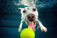 <p>A Jack Russell terrier-whippet cross swims for the tennis ball just out of reach. (Photo: Jonny Simpson-Lee/Caters News) </p>